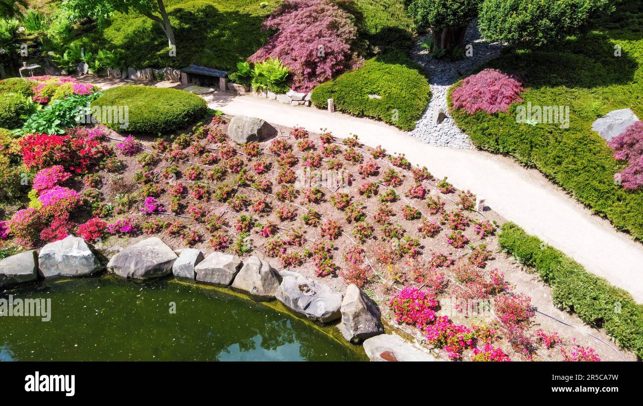 Amazing balls of flowering rhododendron trees  in   Japanese garden  in Kaiserslautern and red maple trees . Late May  in Palatine Rhine land Stock Photo