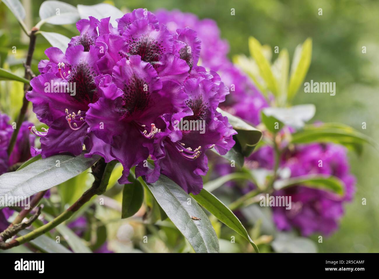 Rhododendron flowers (Rhododendron Purple Splendour), Emsland, Lower Saxony, Germany Stock Photo