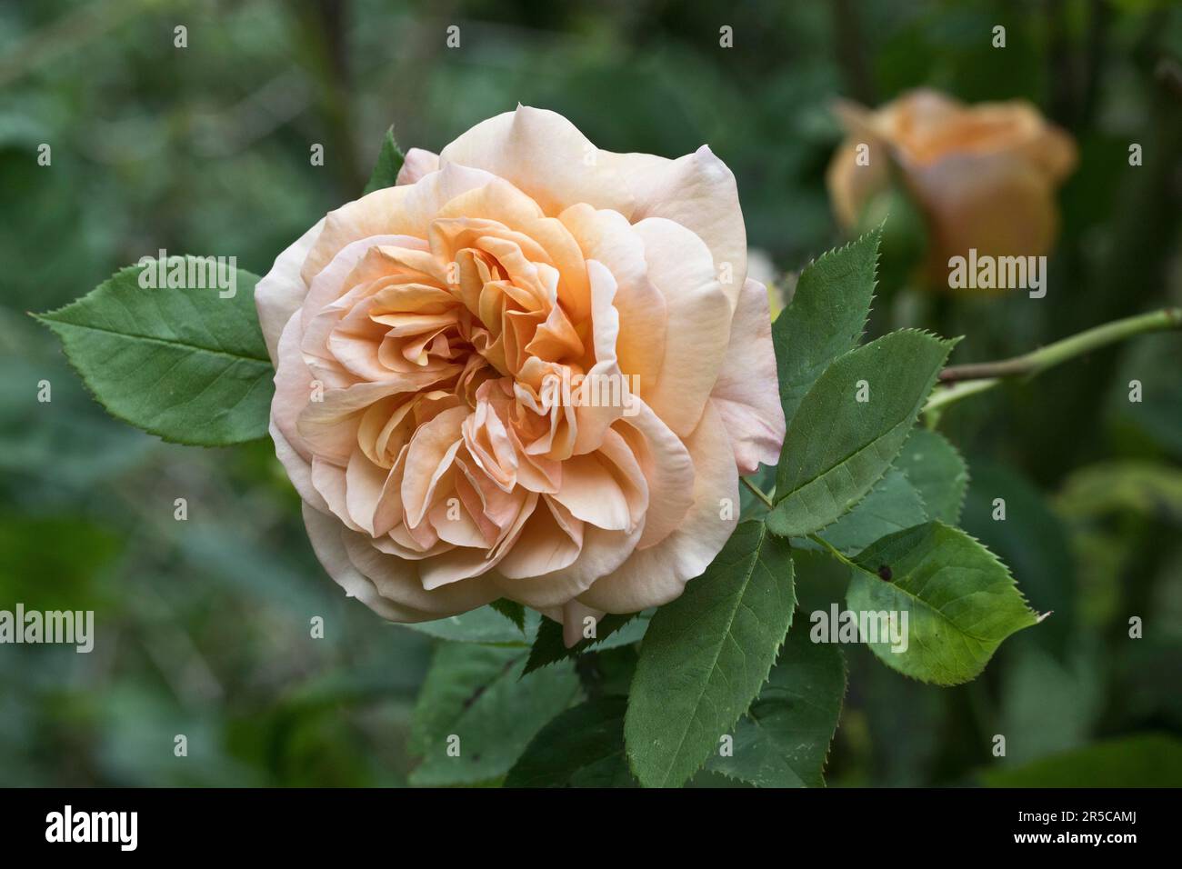 English shrub rose (Rosa Charles Austin), Emsland, Lower Saxony, Germany Stock Photo