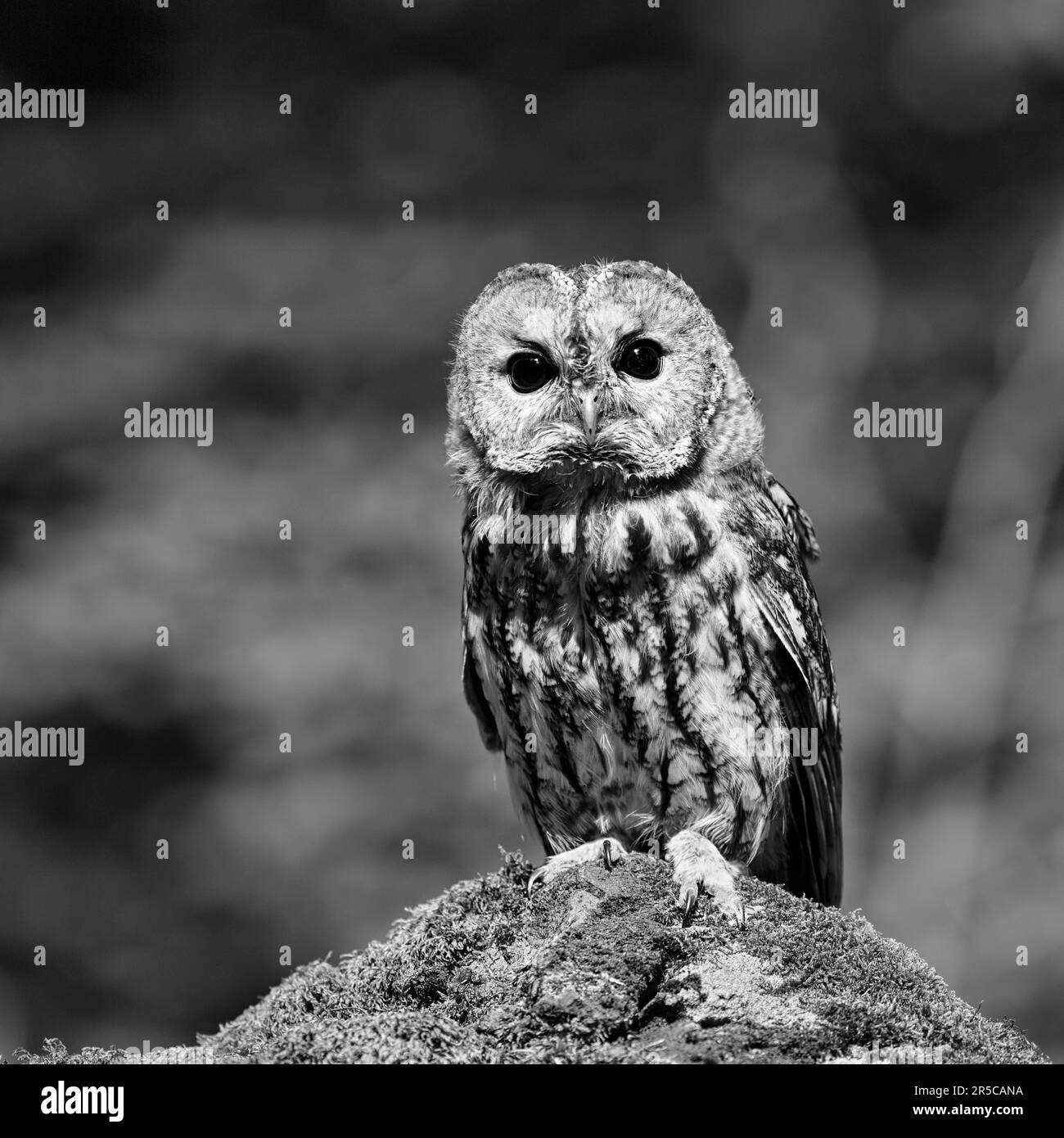 Tawny owl (Strix aluco), portrait, monochrome, Eifel, Germany Stock Photo