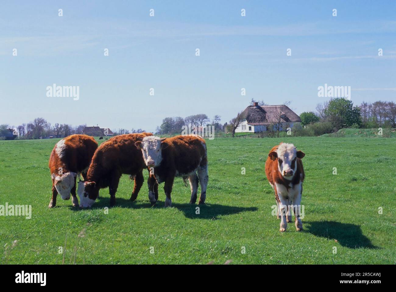 Hereford, Hereford cattle, Hereford cattle Stock