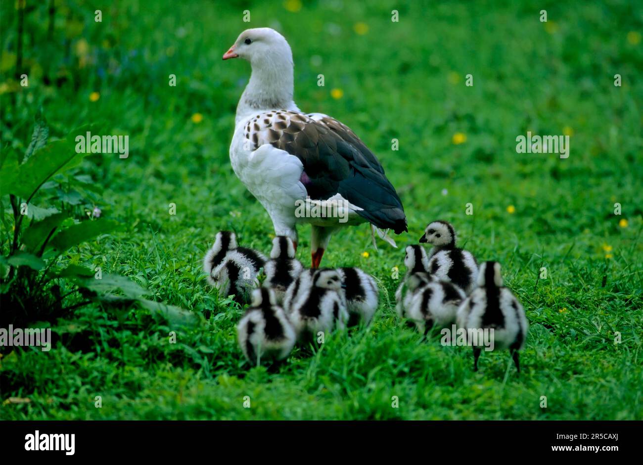 Andean goose (Chloephaga melanoptera) and goslings, young chicks in the meadow Stock Photo