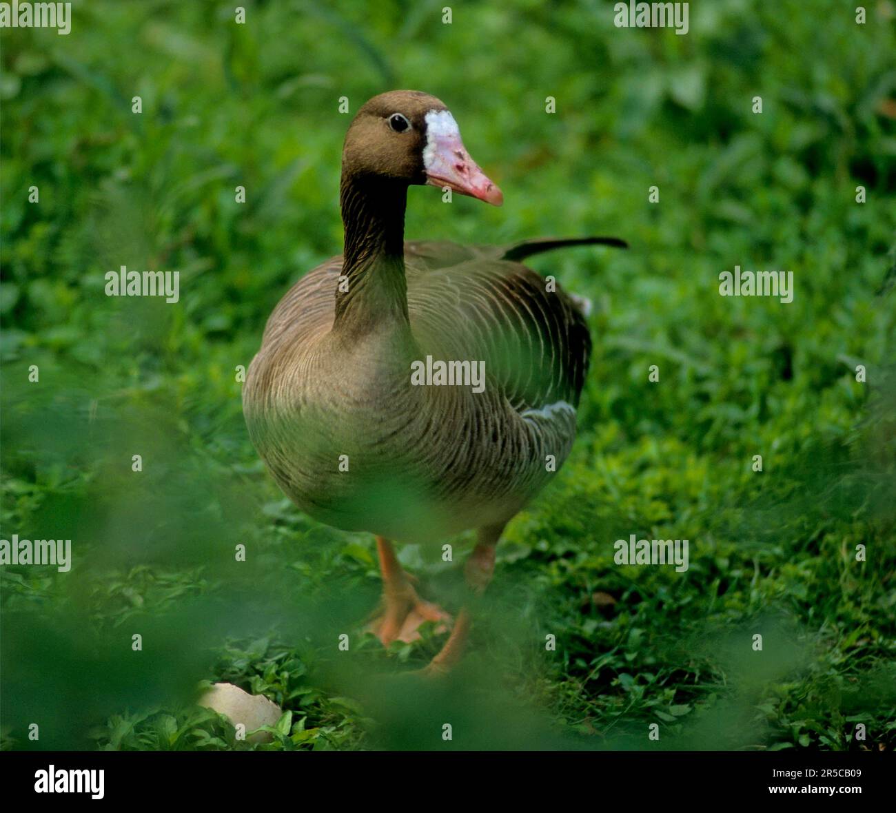 Greater whitefronted goose (Anser albifrons), Whitefronted goose