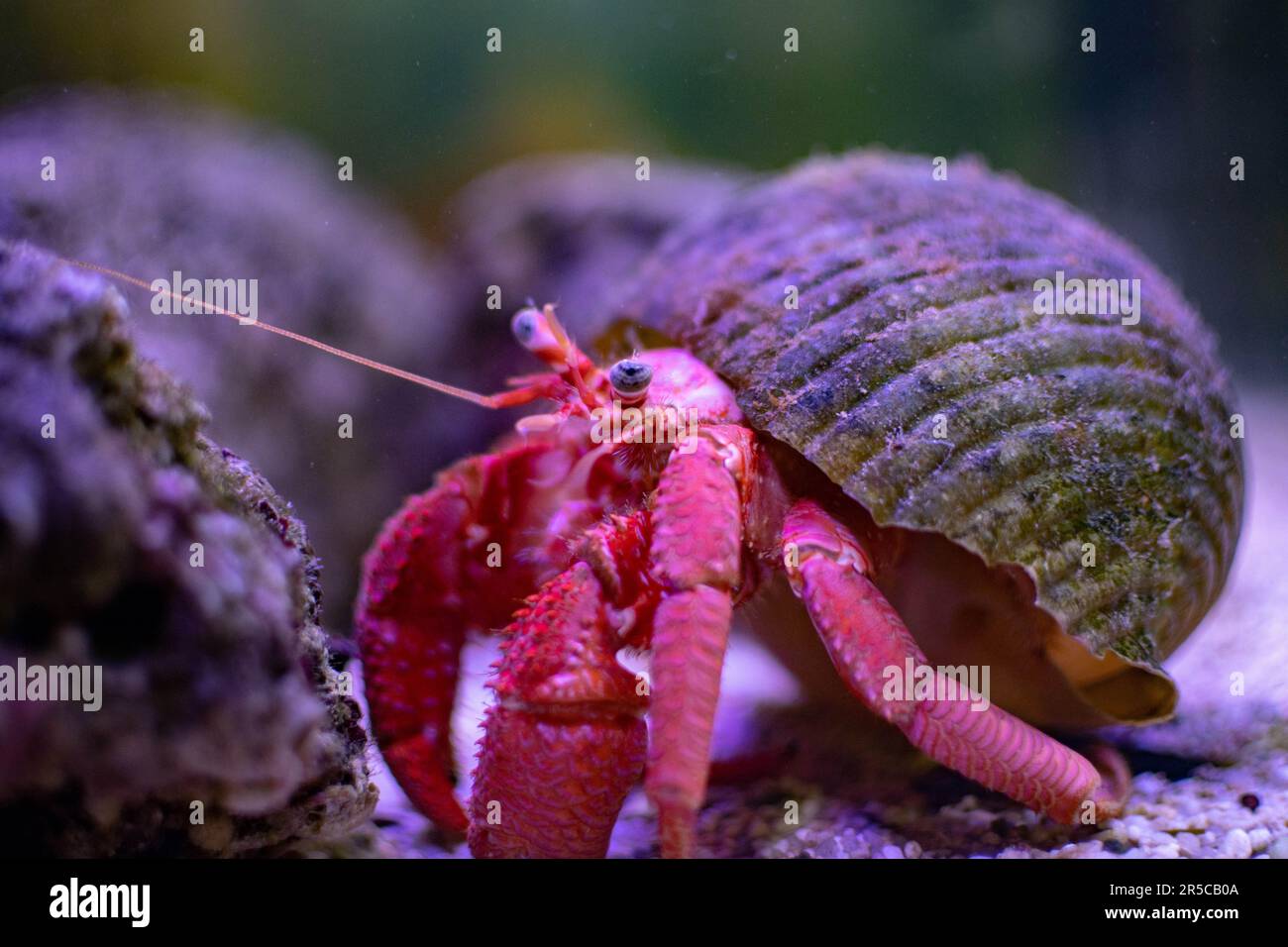 A close-up image of a red crab holding a small shell in its claws Stock Photo