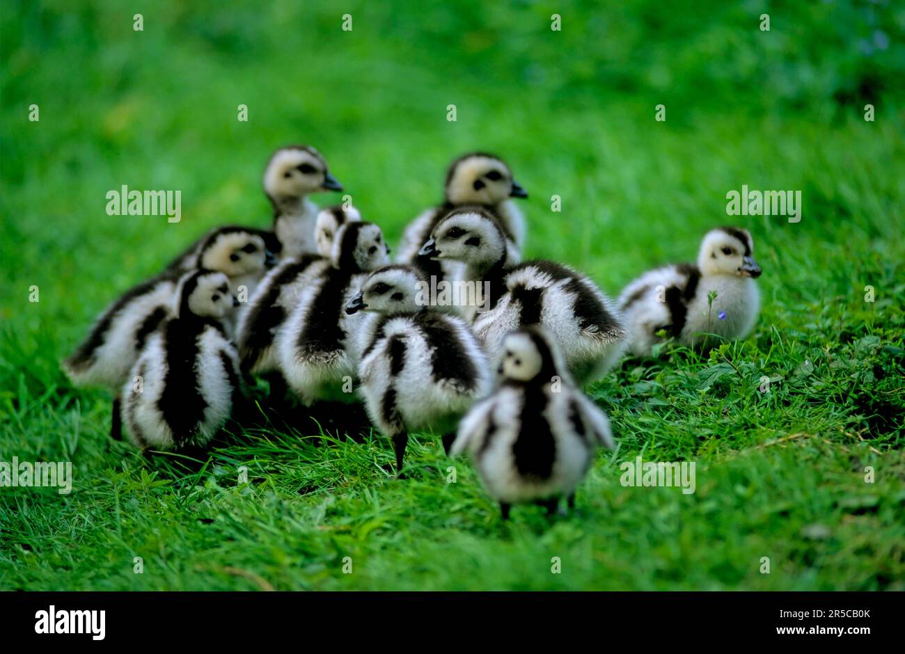 Andean goose (Chloephaga melanoptera), goslings, young chicks in the meadow Stock Photo