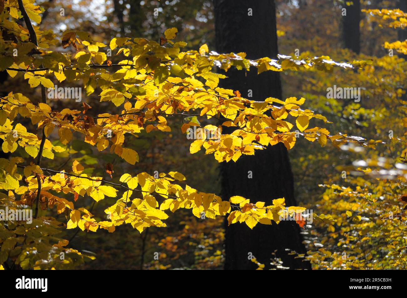 Foliage forest hi-res stock photography and images - Alamy