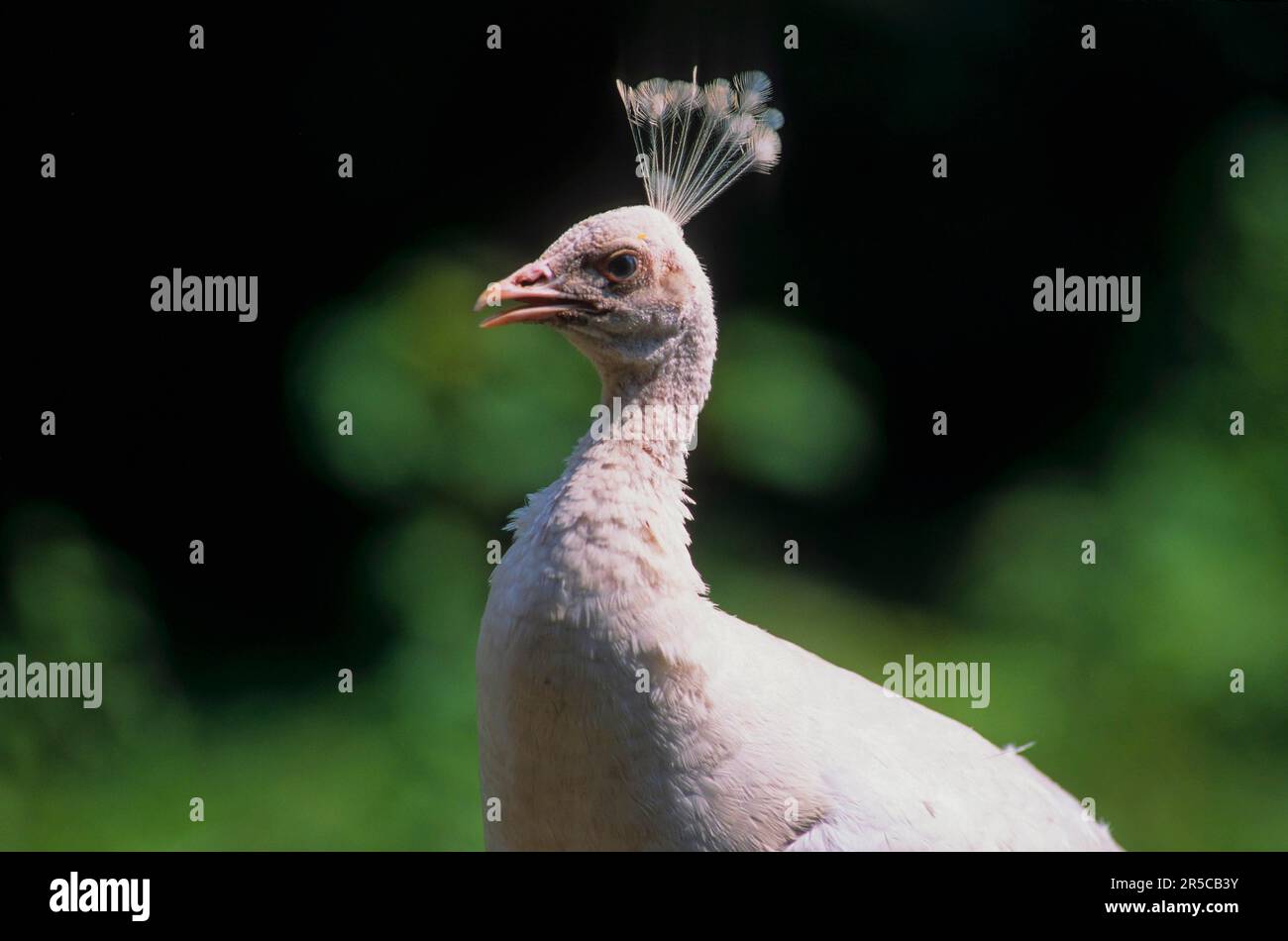 White peacock (Pavo cristatus mut. alba) Stock Photo