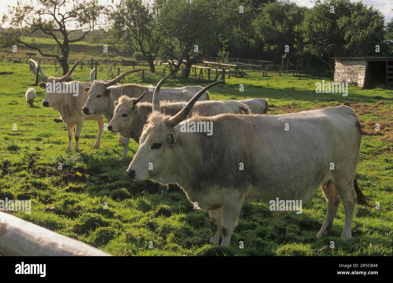 Hungarian steppe cow hi-res stock photography and images - Alamy
