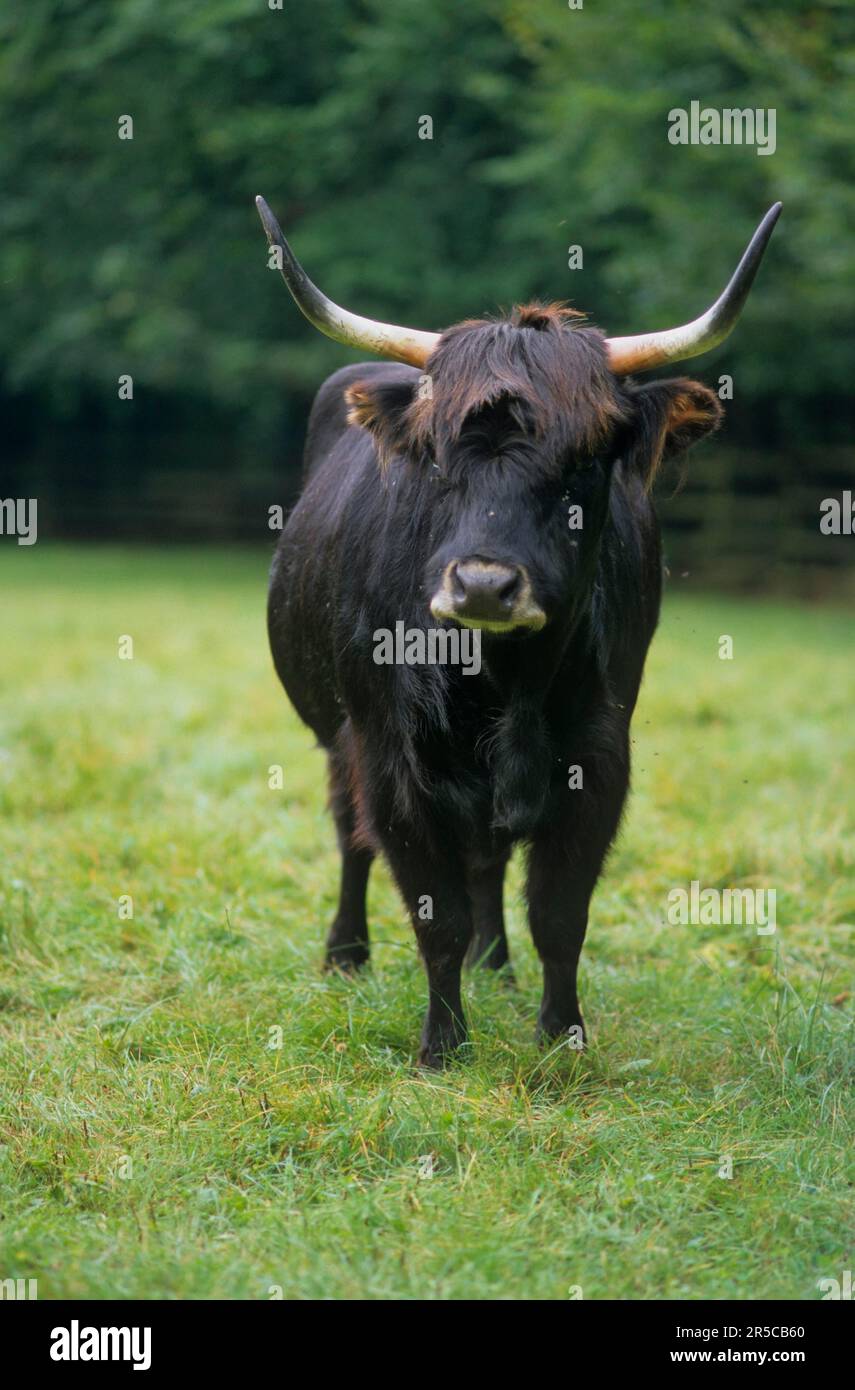 Aurochs breeding hi-res stock photography and images - Alamy