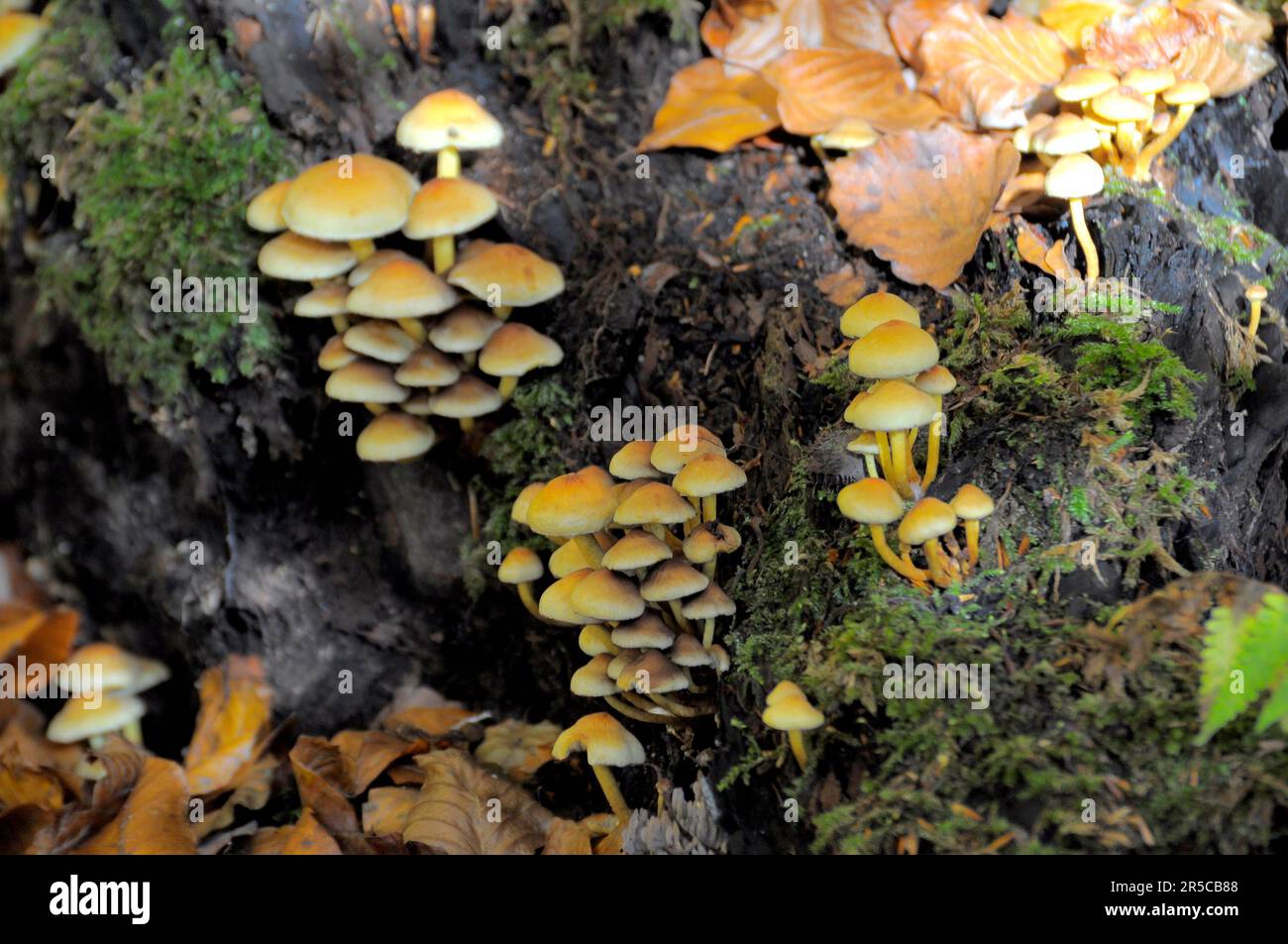 Wild mushrooms on a tree stump, near Maulbronn Stock Photo