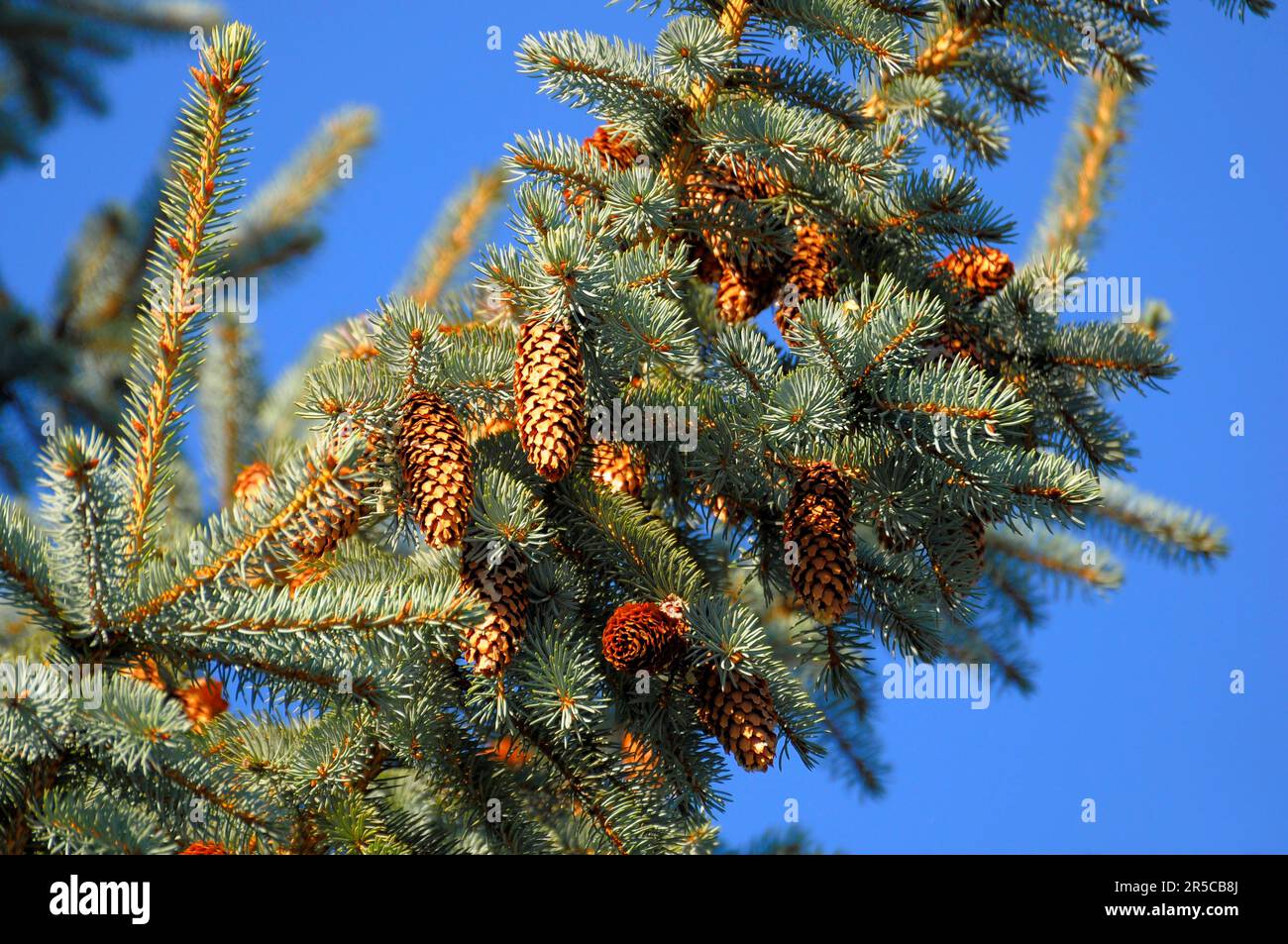 White fir (Abies alba) with fir cones, White fir White fir Stock Photo