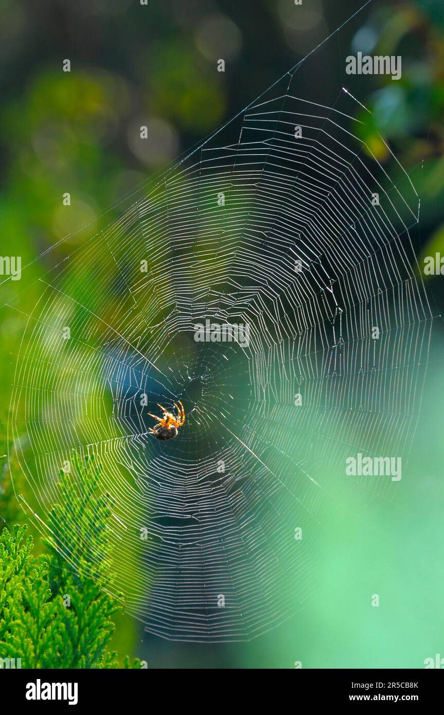 Cross Spider In Web Garden European Garden Spider Araneus Diadematus Cross Spider In Web Garden European Garden Spider Araneus Diadematus