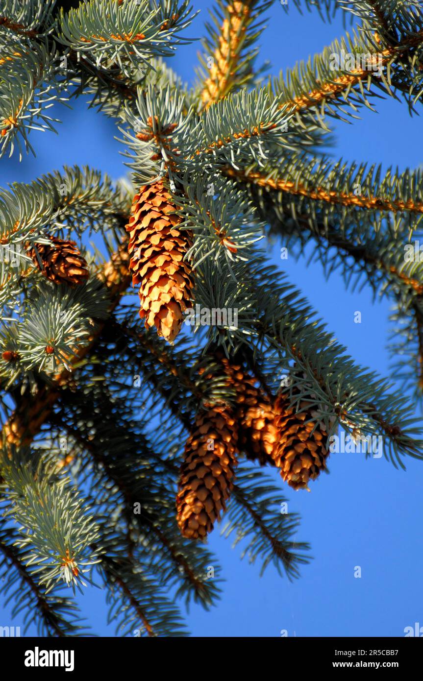 White fir (Abies alba) with fir cones, White fir White fir Stock Photo