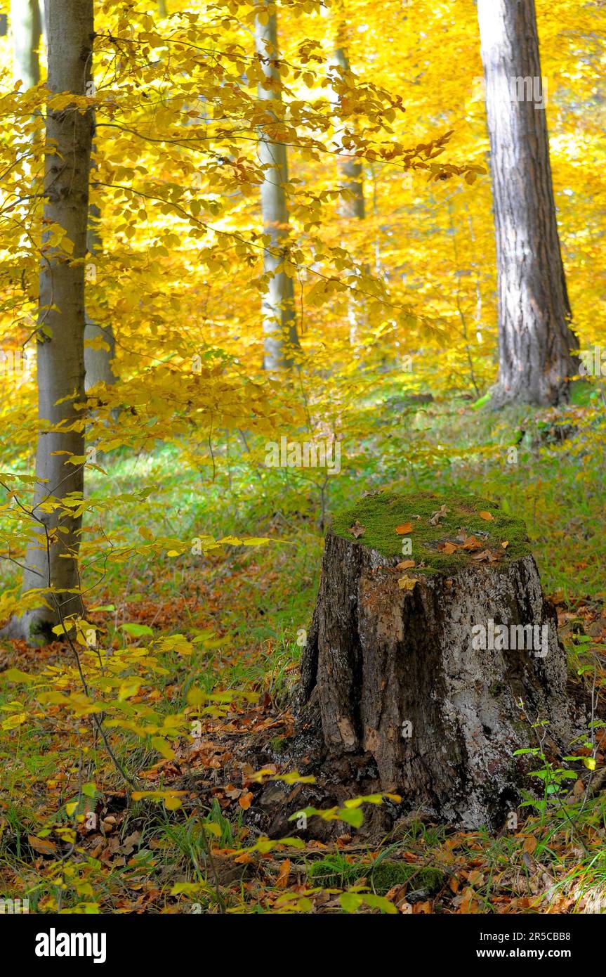 Foliage forest hi-res stock photography and images - Alamy