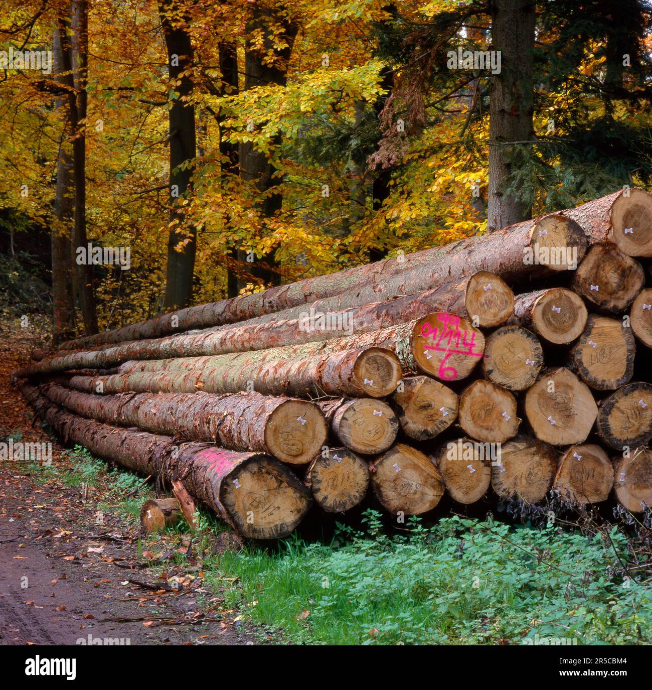 Long log store hi-res stock photography and images - Alamy