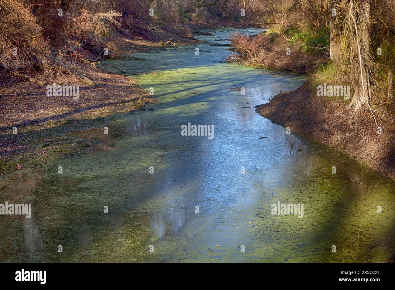 In the alluvial forest Stock Photo - Alamy