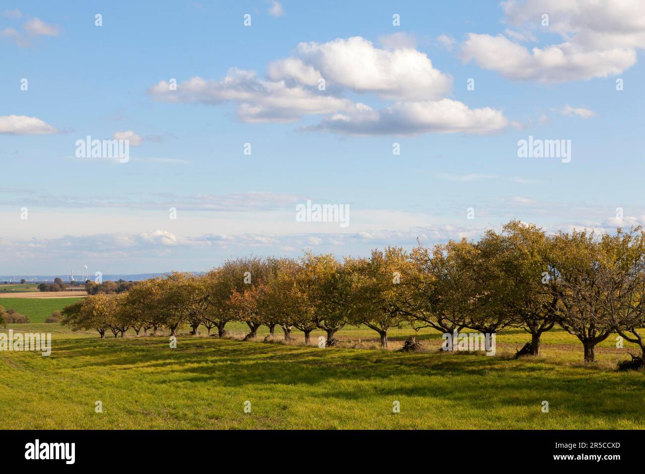 Autumn_trees hi-res stock photography and images - Alamy