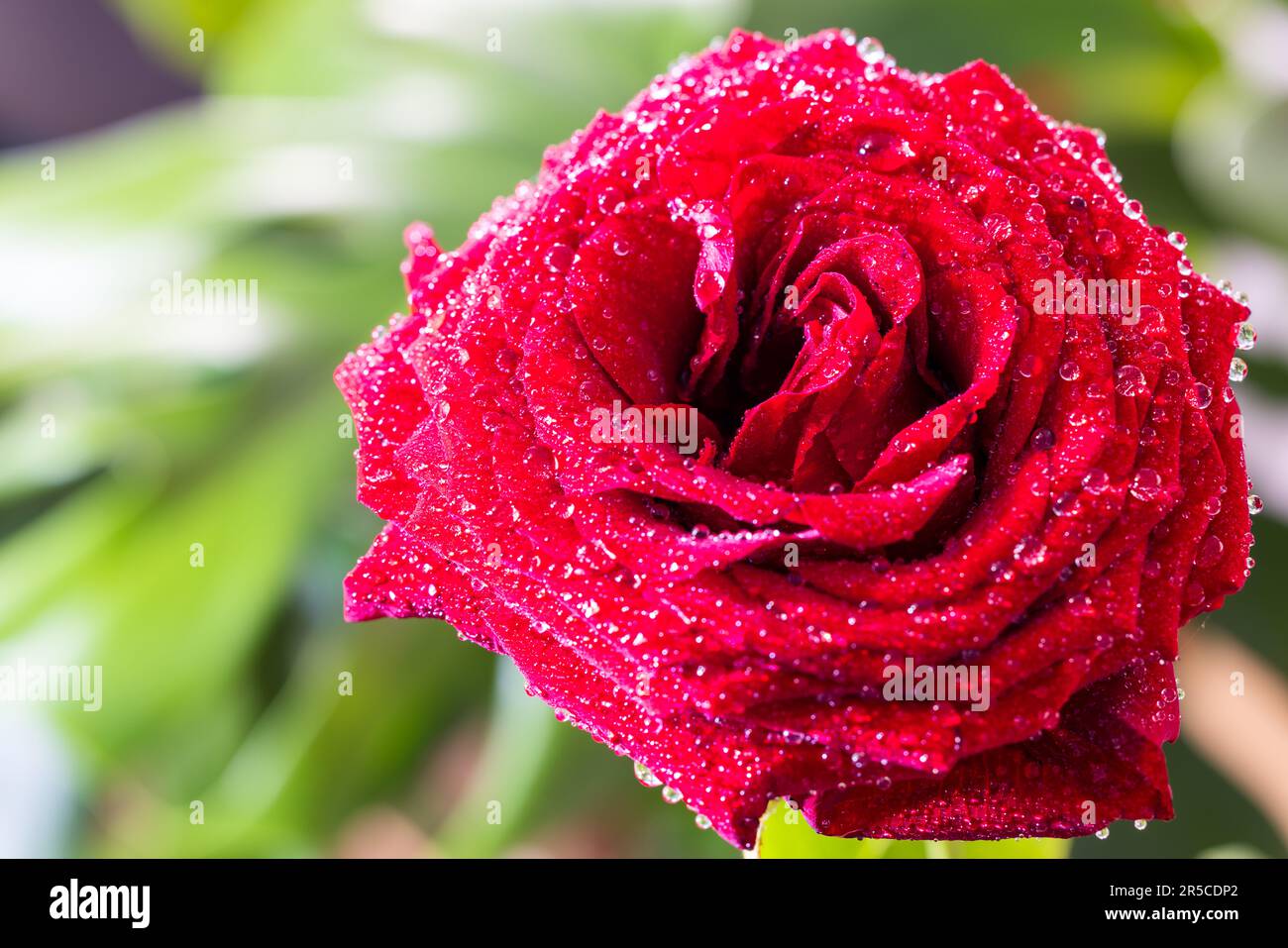 A captivating view of a red rose adorned with dew drops, resembling precious jewels of nature Stock Photo