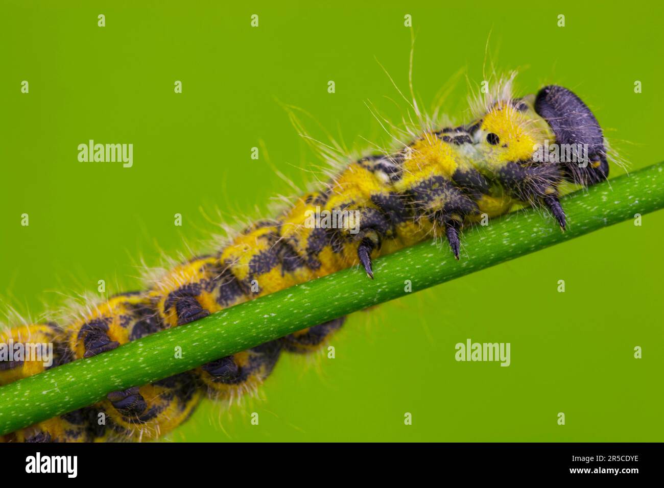 Buff-tip (Phalera Bucephala), larva, caterpillar, pest, butterfly, maggot, cabbage white (pieris brassicae) butterfly insect large, pupa insects Stock Photo