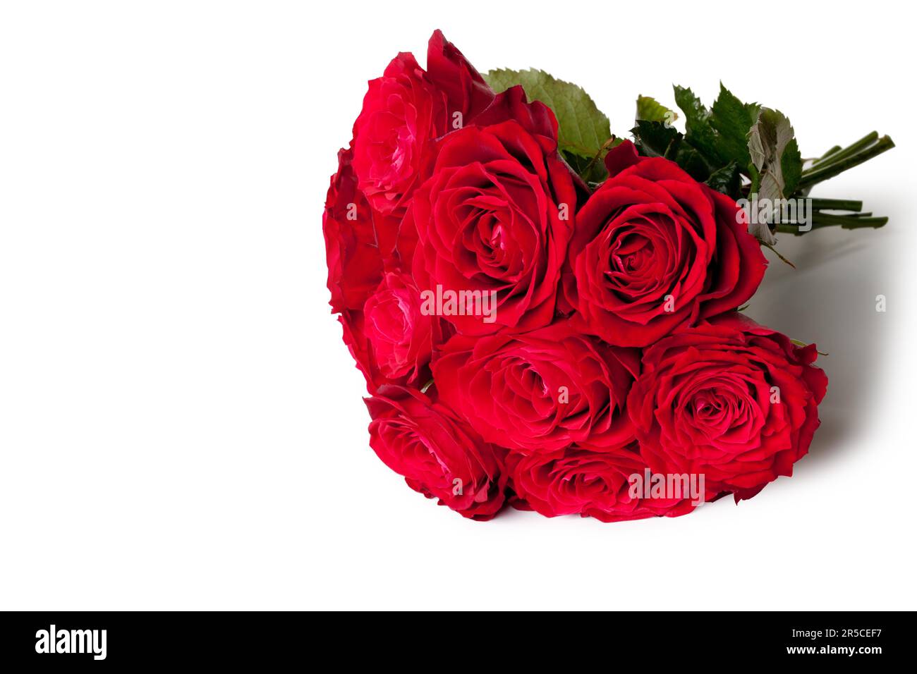 beautiful close-up red rose over white background Stock Photo - Alamy