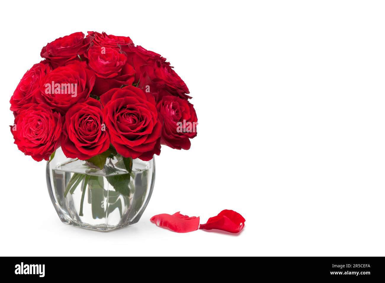 beautiful close-up red rose over white background Stock Photo - Alamy