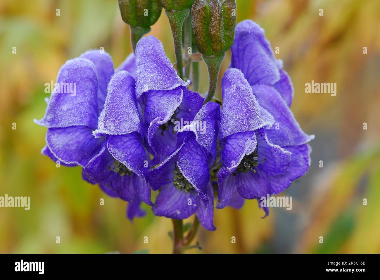 Monkshood, flower close-up, covered with hoarfrost photographed in late autumn Stock Photo