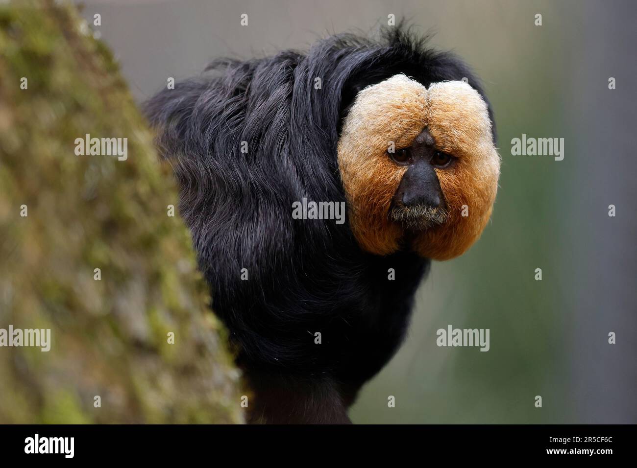 Howler monkey looking at camera hi-res stock photography and