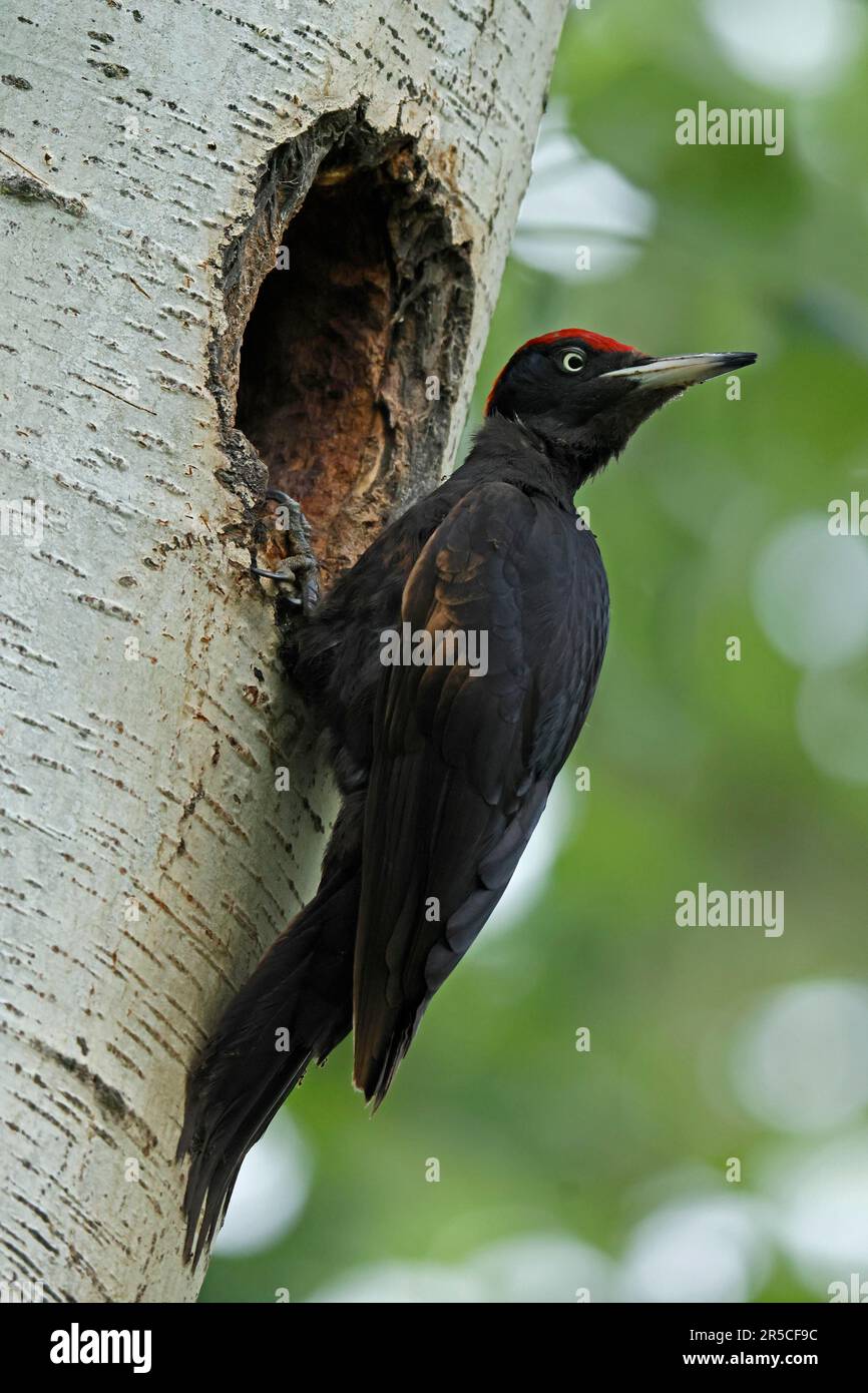 Black woodpecker (Dryocopus martius) at its breeding cavity in a tree, wildlife, Burgenland, Austria Stock Photo