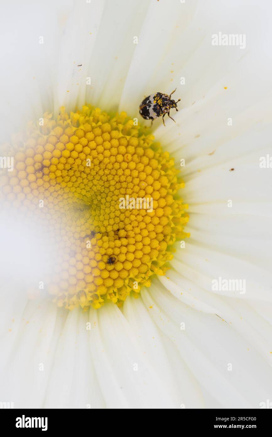 Beaver flower beetle (Anthrenus pimpinellae) on daisy flower, Hesse, Germany Stock Photo