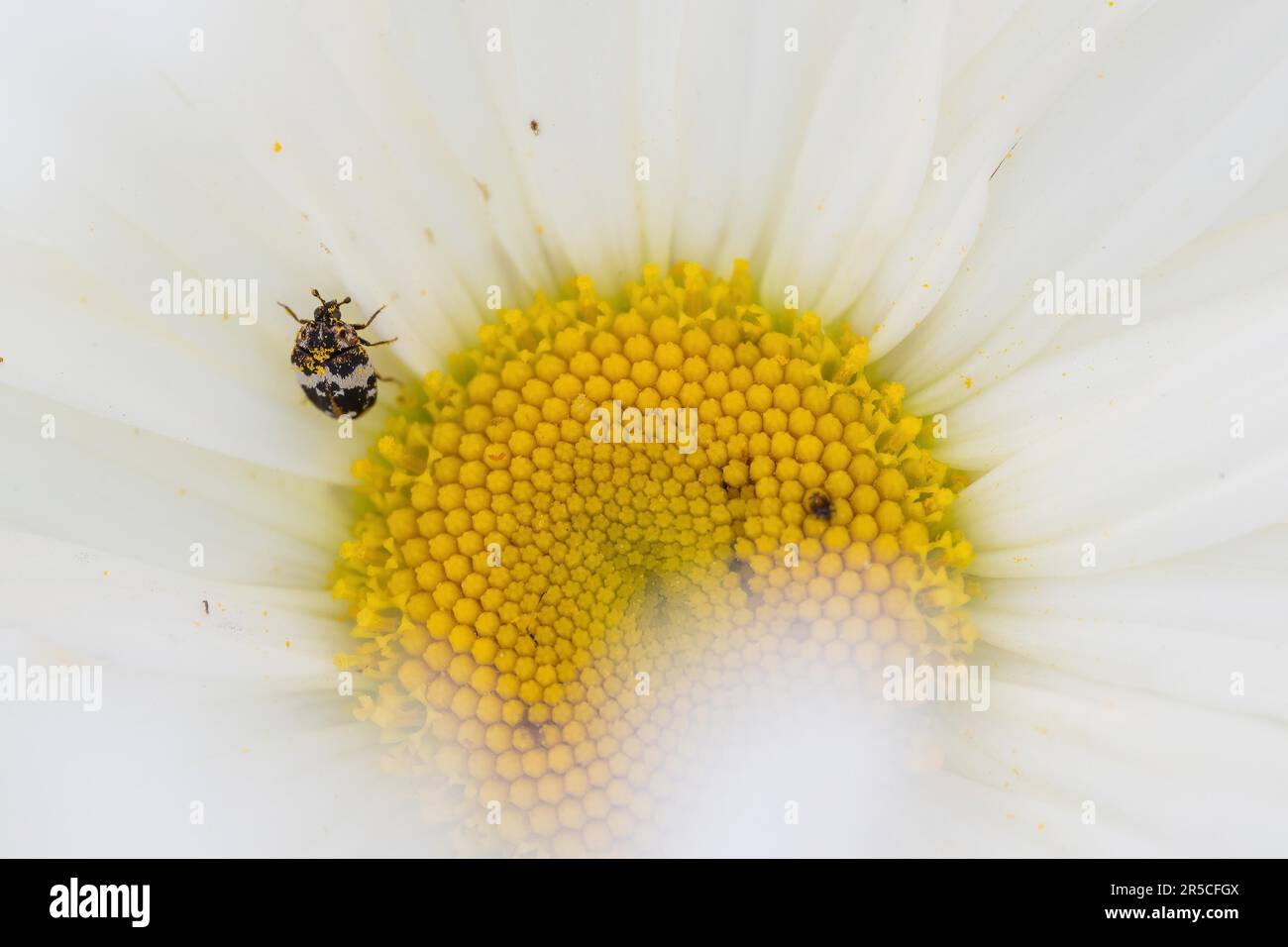 Beaver flower beetle (Anthrenus pimpinellae) on daisy flower, Hesse, Germany Stock Photo