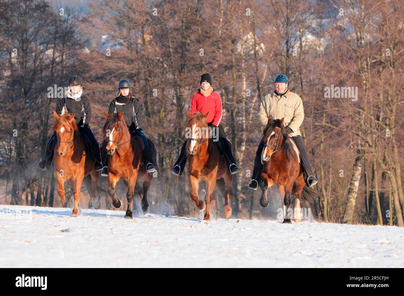 Ride, Welsh Pony, Section D, Cross Country Ride, Welsh D, Welsh Cob