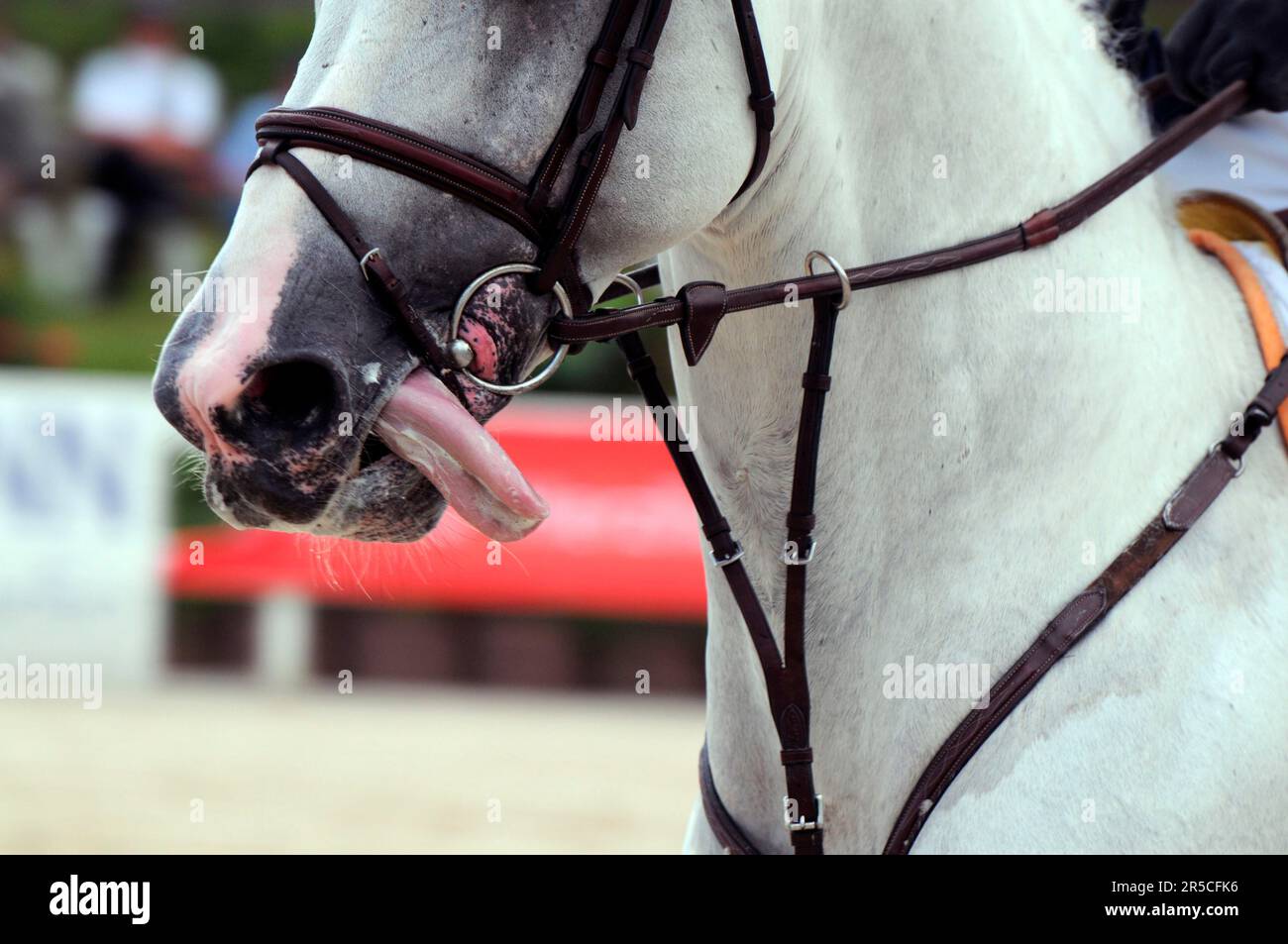 German warmblood riding, English combined noseband, martingale, tongue stretcher, breastplate