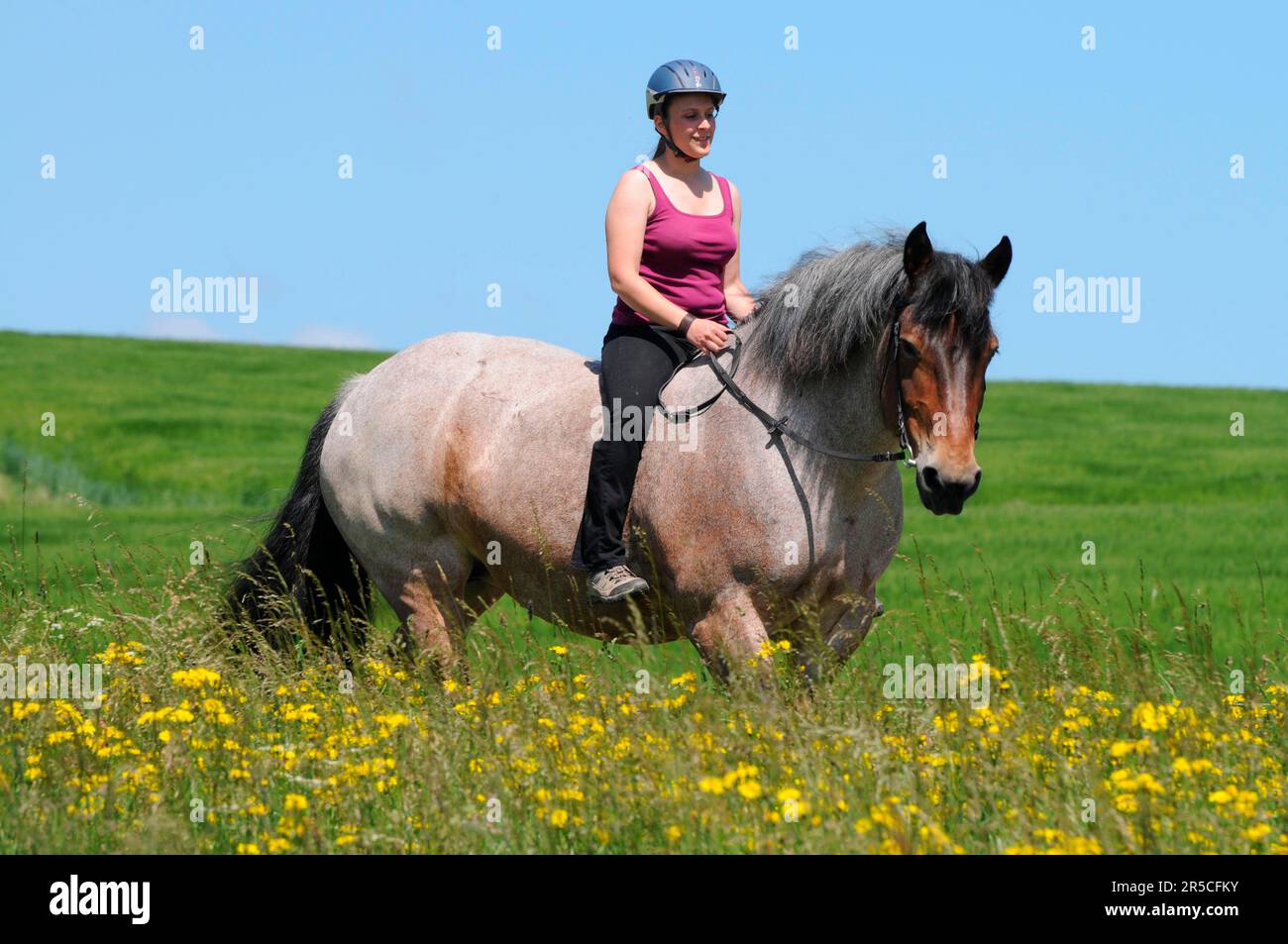 Rider and Rhenish-German cold-blood, cold-blood horse, without saddle, riding helmet Stock Photo