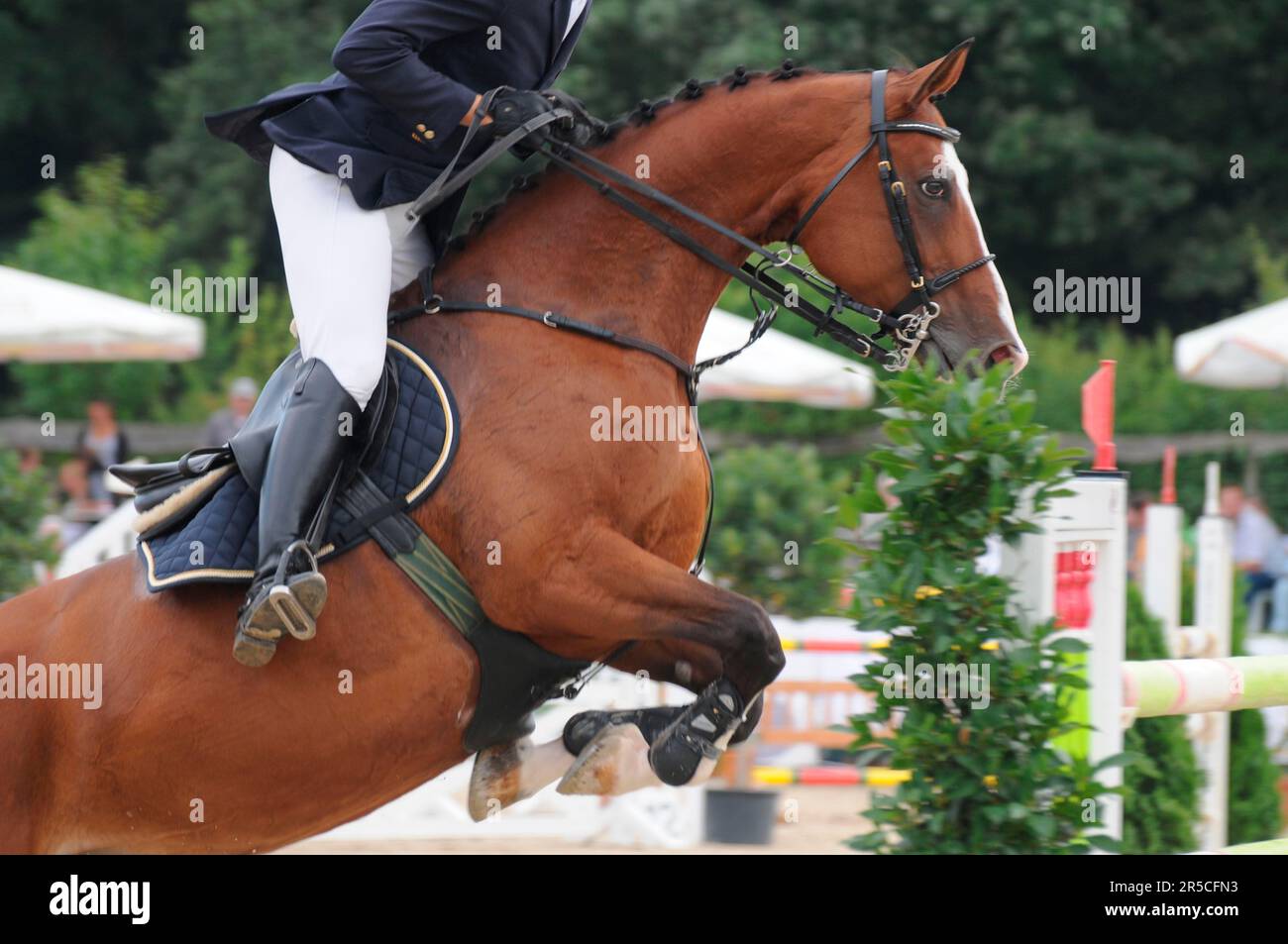 German Warmblood Riding, English Caveson, Martingale, Pelham, Double Bridle, Side Stock Photo