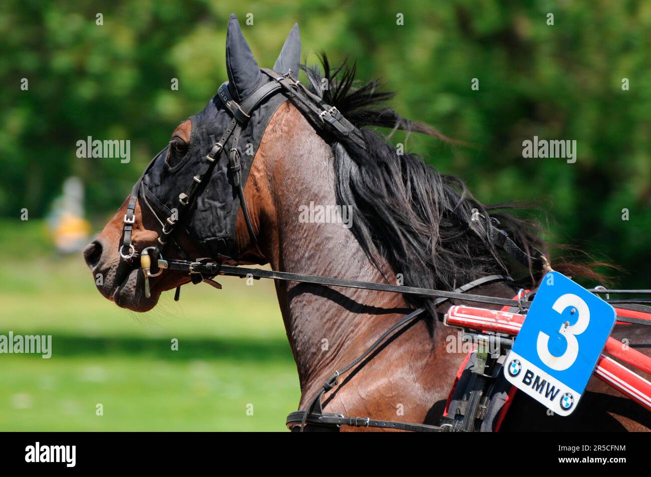 Animal harness hi-res stock photography and images - Alamy