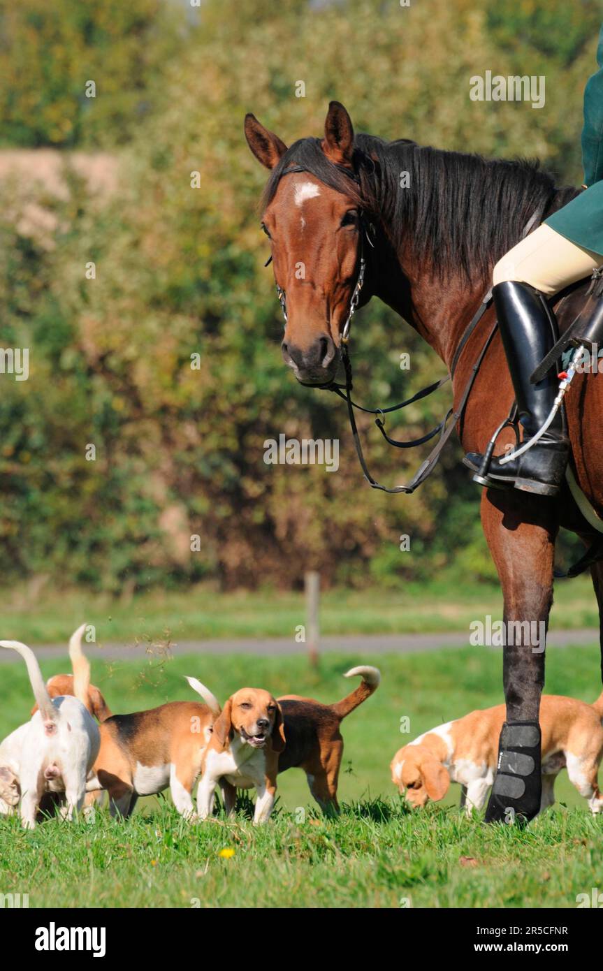 Riding, horse and beagle pack, drag hunt, beagle, pack, hunting Stock ...
