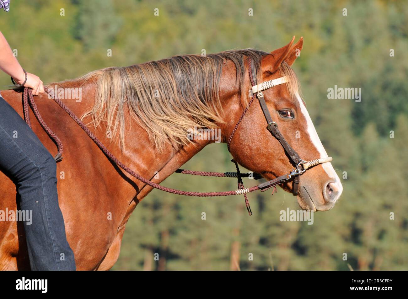 Quarter horse, gelding, with sidepull, without saddle, lateral Stock Photo