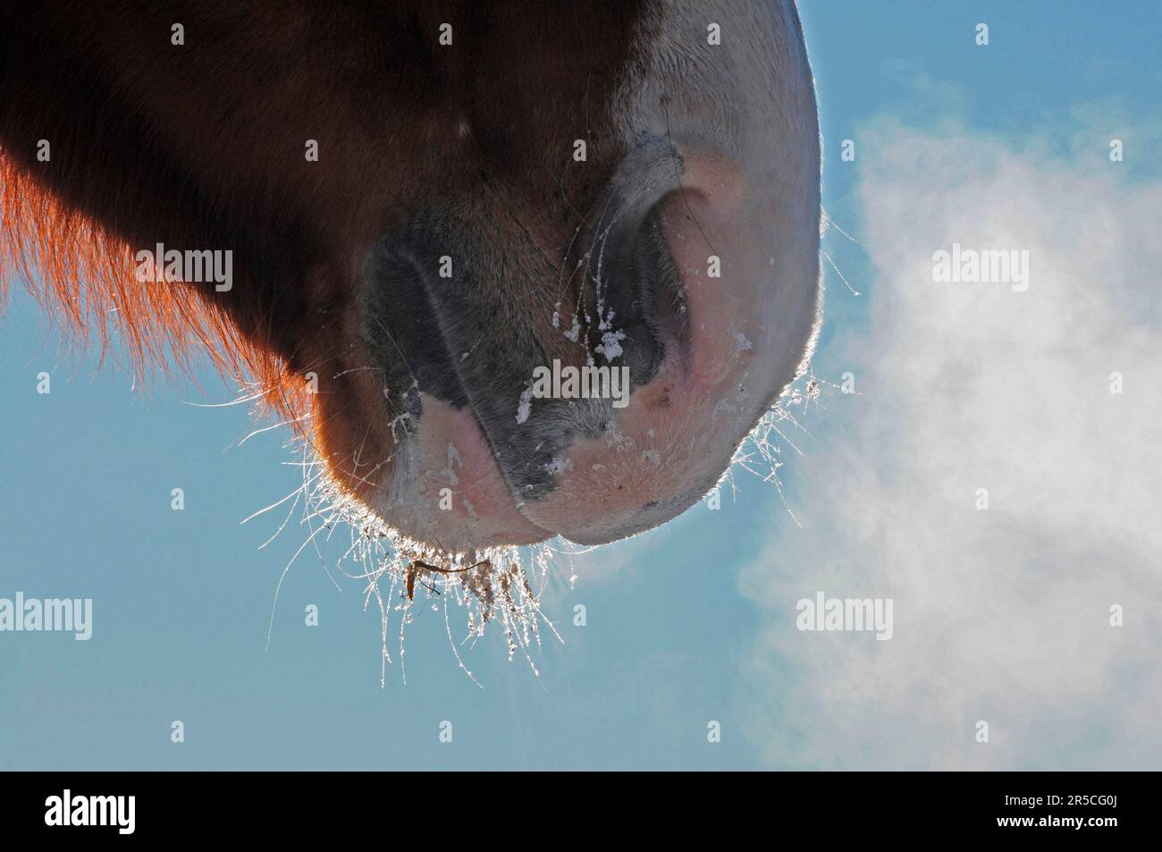Domestic horse, mouth, nostrils, fibrils, tactile hair Stock Photo Alamy