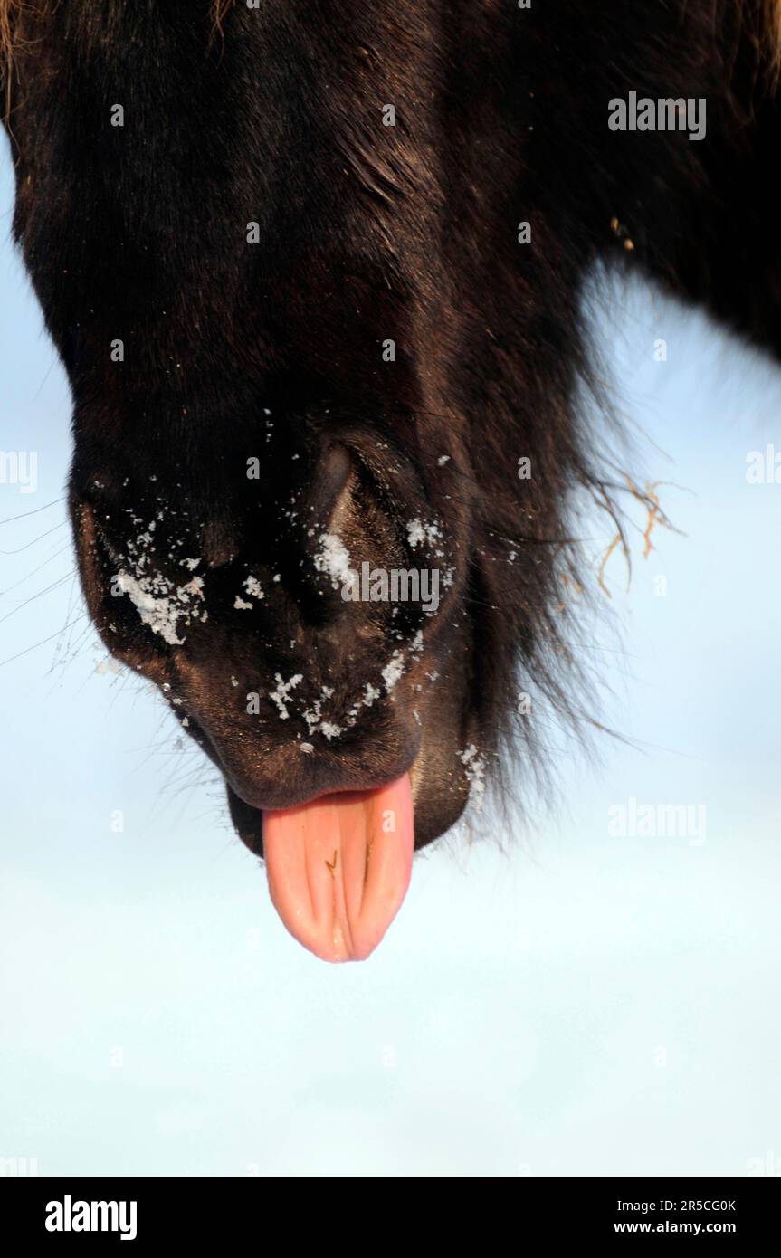 Domestic horse sticks out tongue, horse tongue Stock Photo Alamy