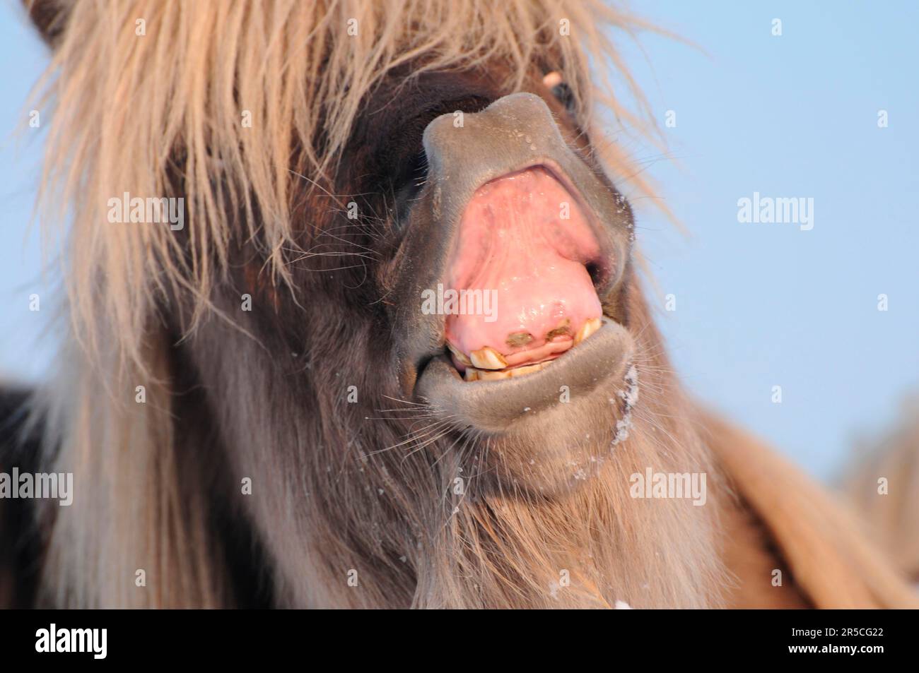 Domestic stallion, stallion, flehmen, vomeronasal organ, jacobson's organ Stock Photo