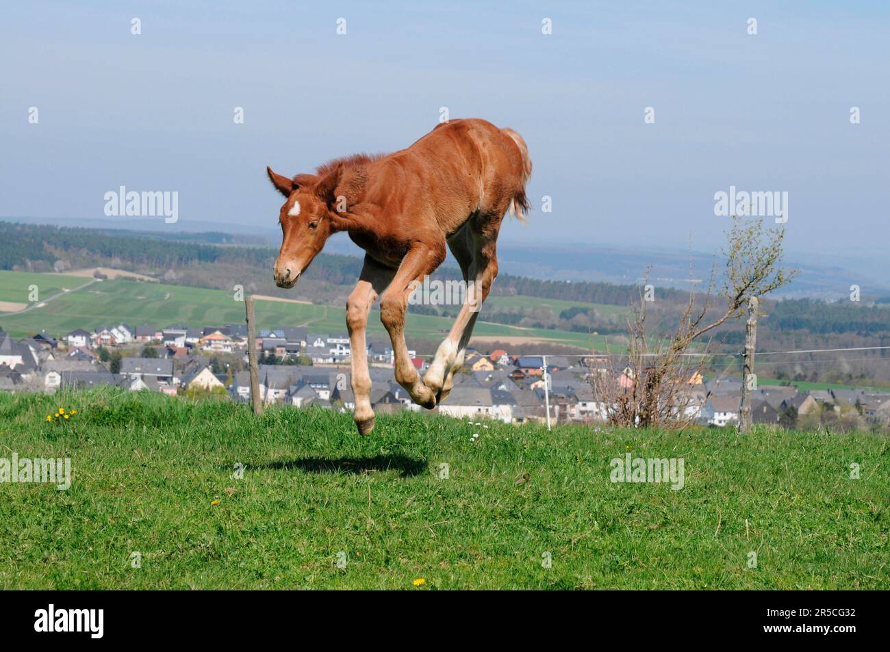 German Warmblood, Foal, German Riding Horse, Humping, Exempt Stock