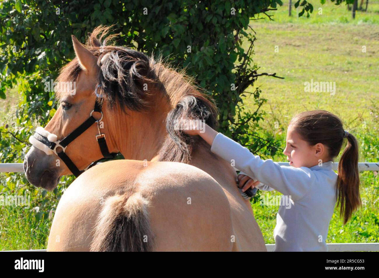 Girl cleaning horse, halter, clean, brushing Stock Photo Alamy