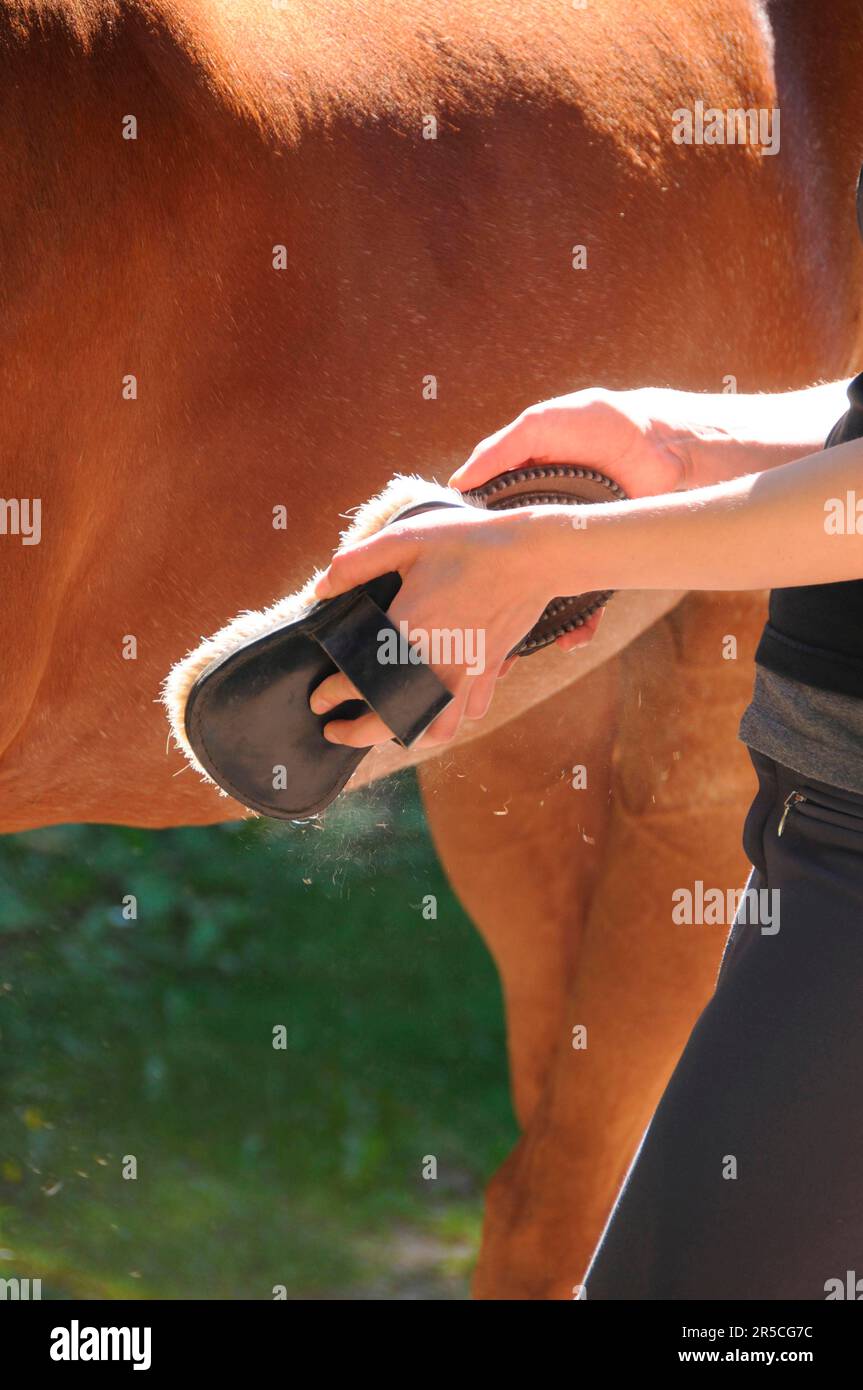 Horse care, Brush, Card brush, Dirt, Dust Stock Photo - Alamy