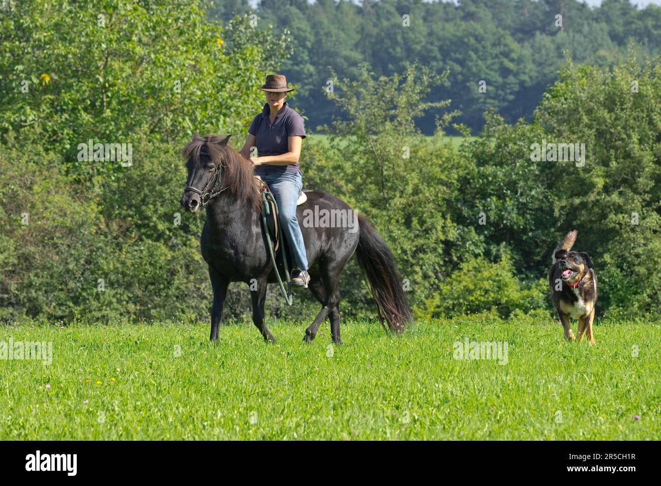 Mixed Riding Woman rides Icelandic pony, accompanied by mixed-breed dog, Icelandic ...