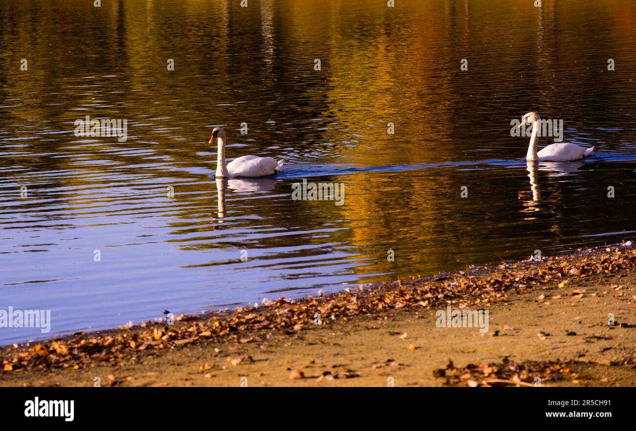 Two swans gliding by on a lake in late autumn Stock Photo