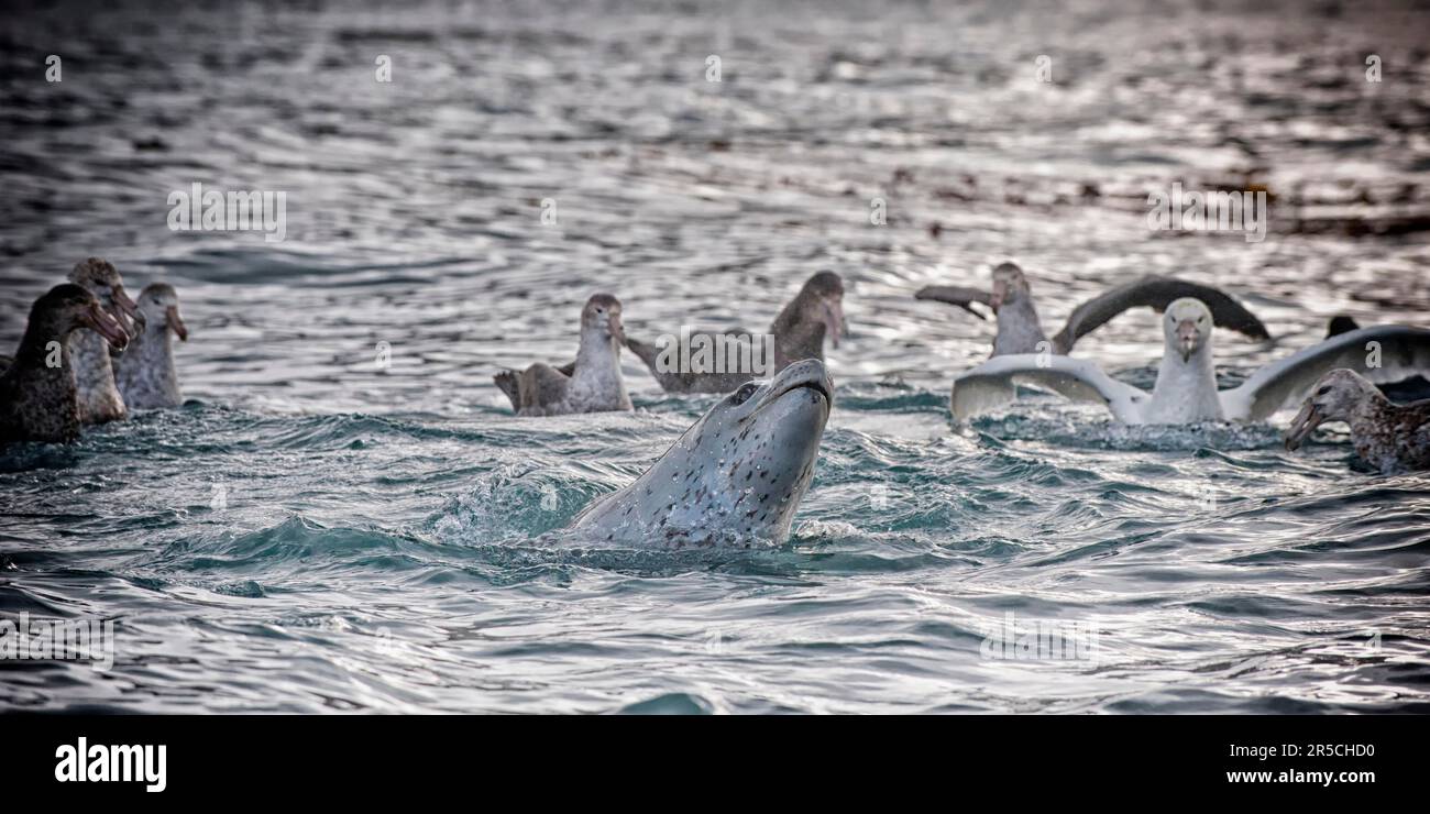 Leopard seal (Hydrurga leptonyx) hunting among southern giant petrels ...