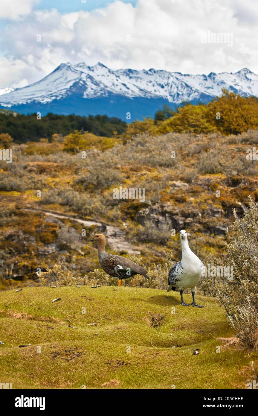 Upland Geese Chloephaga Picta Pair Tierra Del Fuego National Park Upland Geese Chloephaga Picta Pair Tierra Del Fuego National Park