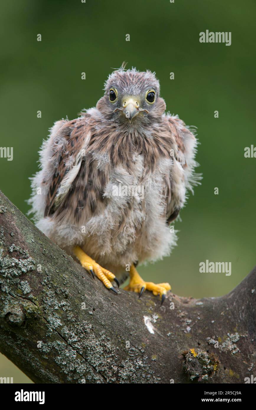 Baby Kestrel Hi res Stock Photography And Images Alamy baby-kestrel-hi-res-stock-photography-and-images-alamy