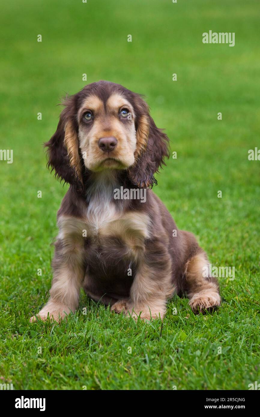 English Cocker Spaniel, Puppy, English Cocker Spaniel, English Cocker ...