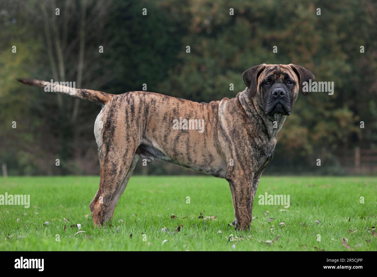 Boerboel Boerboel
